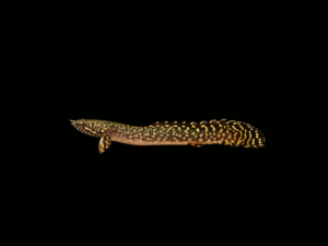 bichir-ornado1 BICHIR ORNADO