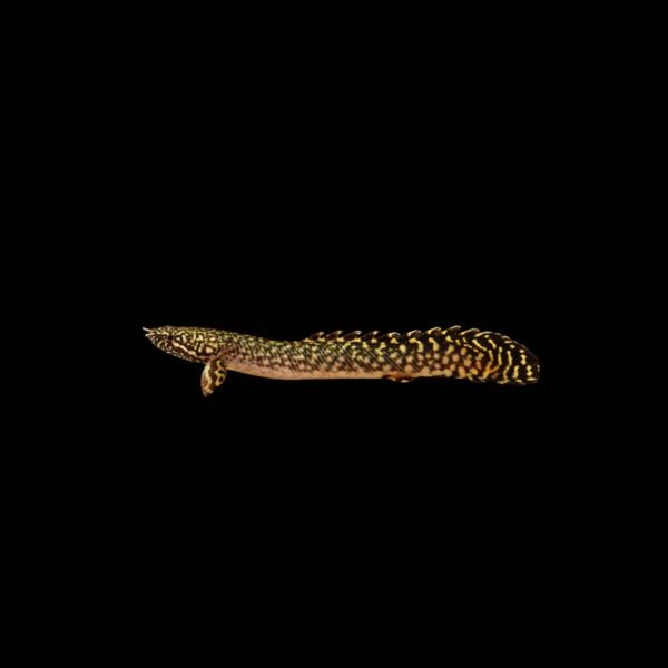 BICHIR ORNADO