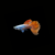 GUPPY DESCARTE OREJÓN HEMBRA