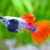 GUPPY DESCARTE OREJÓN HEMBRA