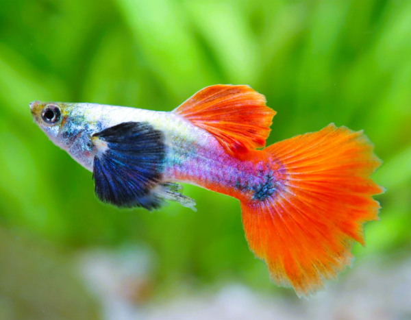 GUPPY DESCARTE OREJÓN HEMBRA