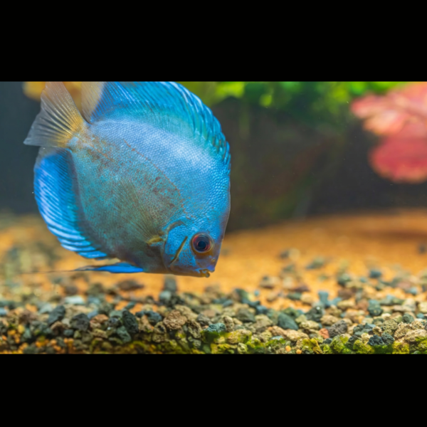 PEZ DISCO BLUE DIAMOND