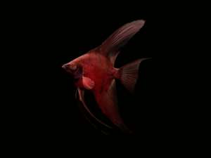 ESCALAR RED DRAGON1 ESCALAR RED DRAGON