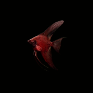 ESCALAR RED DRAGON