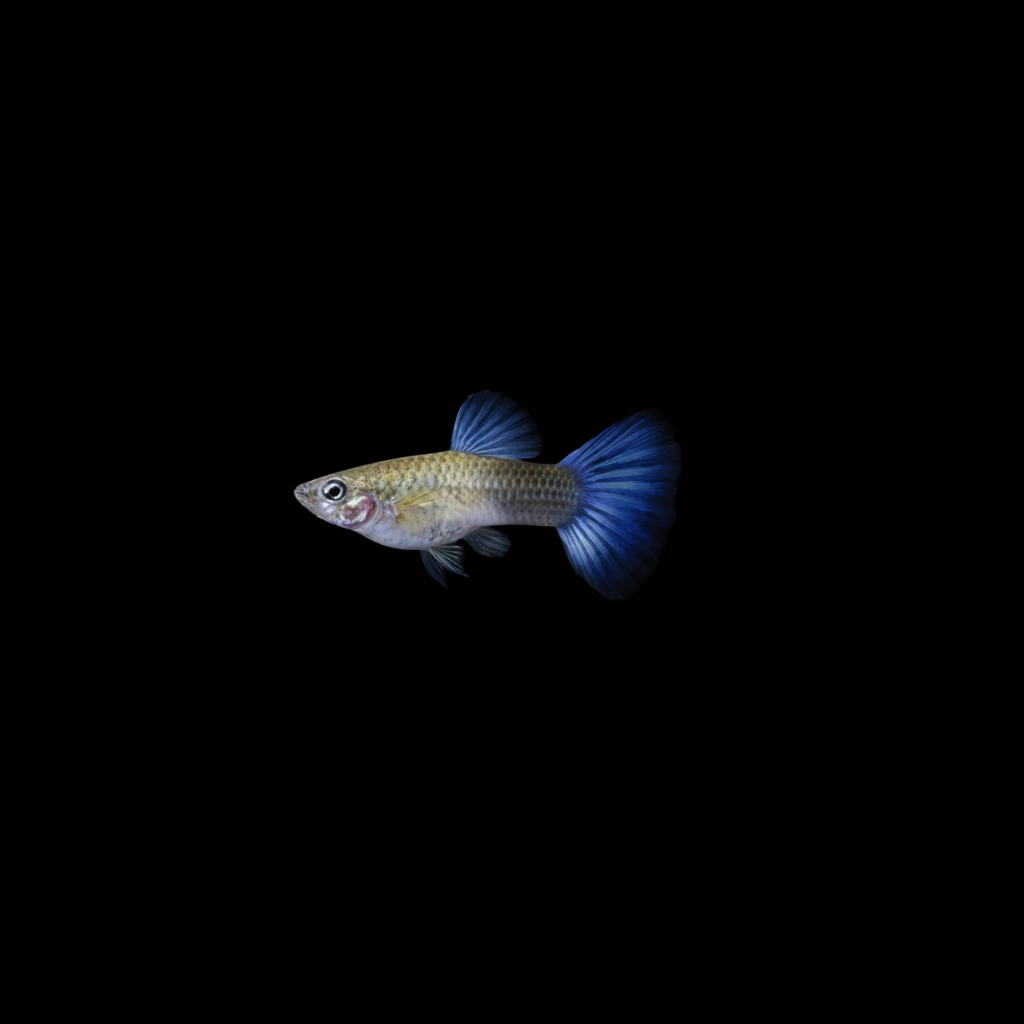 GUPPY BLUE LACE HEMBRA