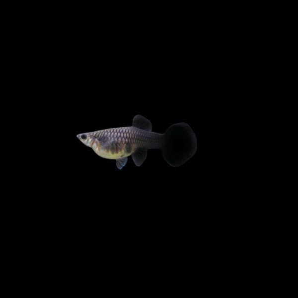 GUPPY FULL BLACK HEMBRA