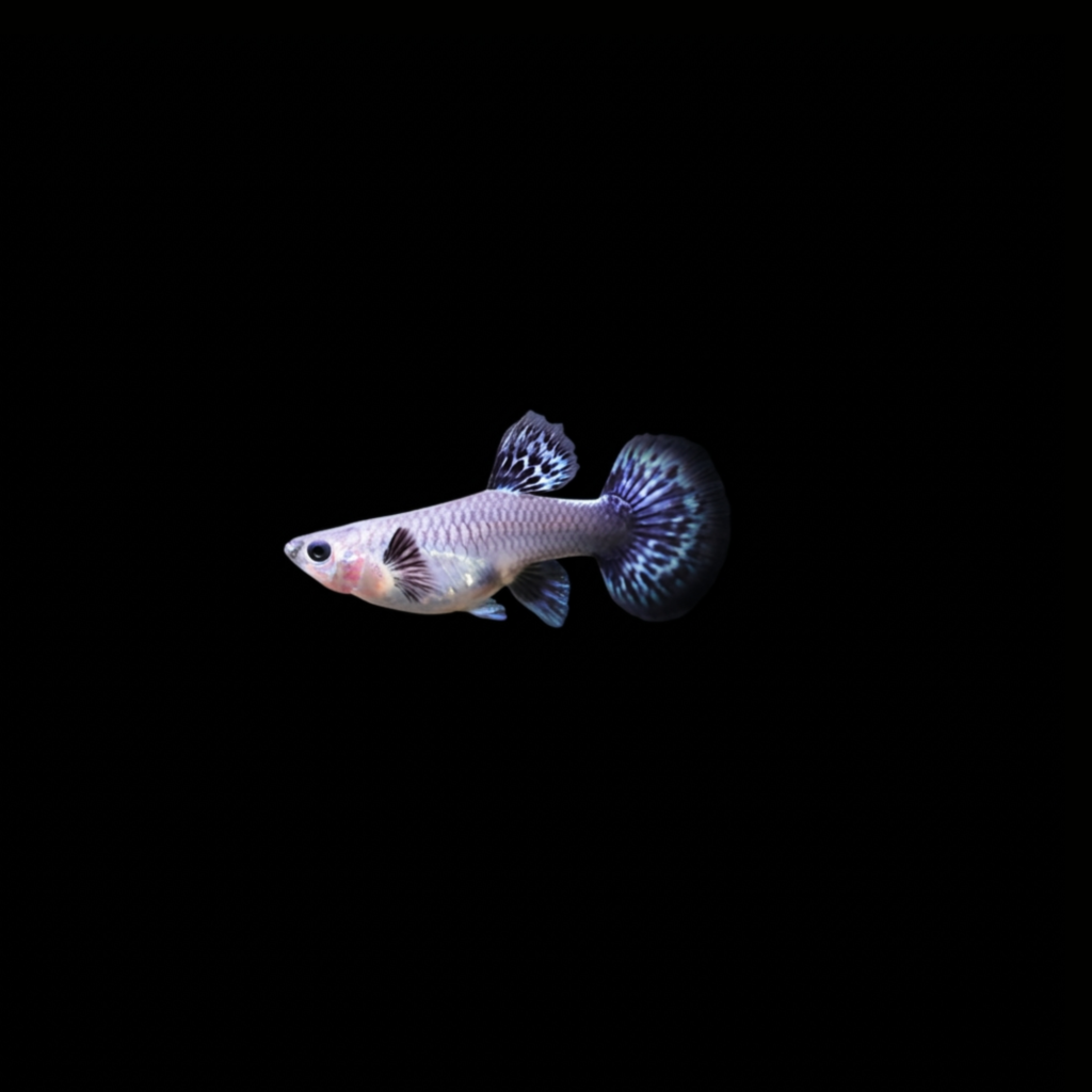 GUPPY SNAKESKIN BLUE IVORY HEMBRA