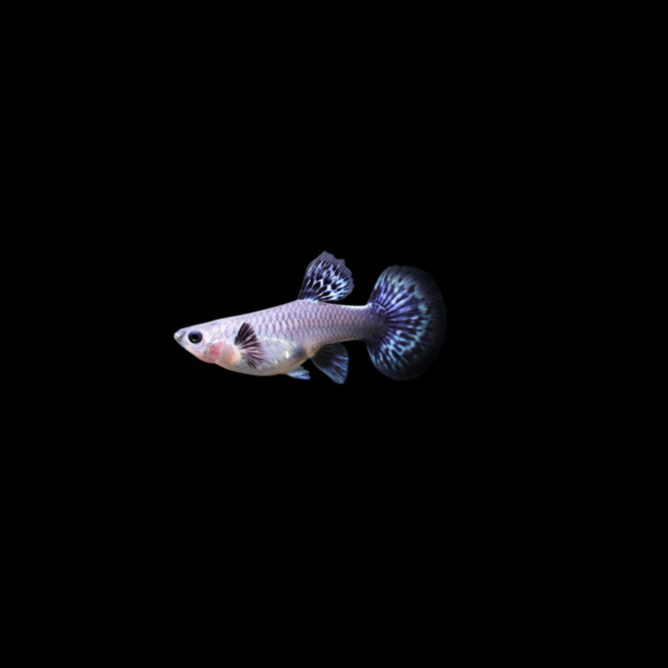 GUPPY SNAKESKIN BLUE IVORY HEMBRA