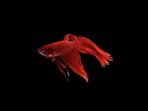 BETTA COMÚN1 (1) BETTA COMÚN