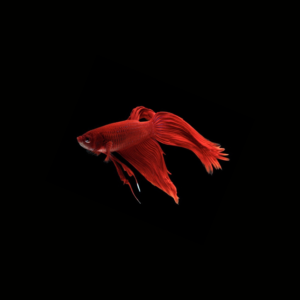 BETTA COMÚN