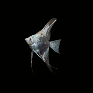 ESCALAR PHILIPPINE BLUE PLATINUM