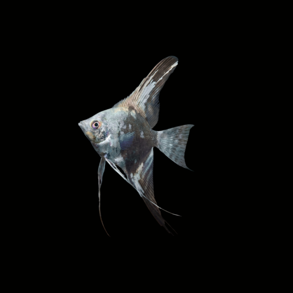 ESCALAR PHILIPPINE BLUE PLATINUM