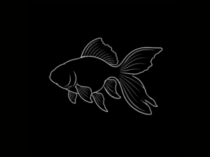 GOLDFISH 7-10CM INTERNACIÓN