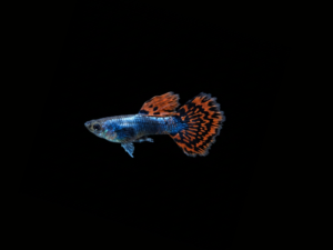GUPPY OREJON MACHO GUPPY OREJON MACHO
