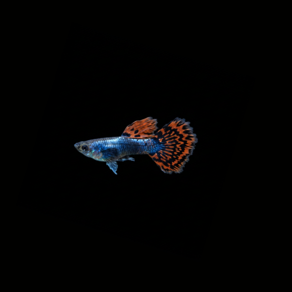 GUPPY OREJON MACHO