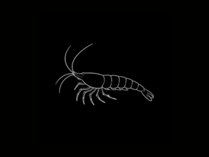 NEOCARIDINAS INTERNACIÓN