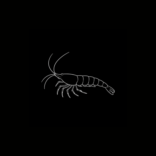NEOCARIDINAS INTERNACIÓN