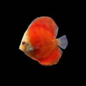 PEZ DISCO FUJI RED