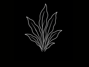 PLANTAS INTERNACIÓN