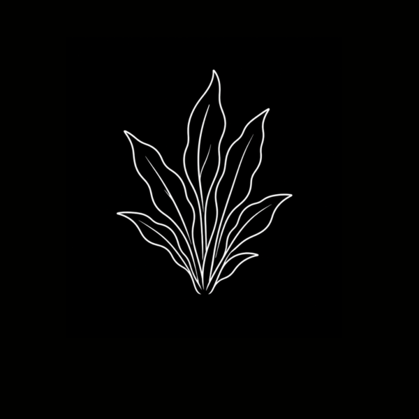 PLANTAS INTERNACIÓN