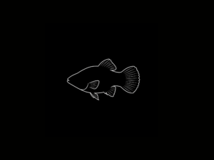 PLATYS INTERNACIÓN