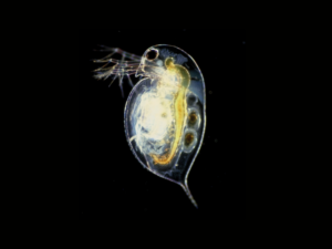 DAPHNIA PORCIÓN 8G