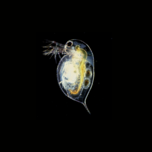 DAPHNIA PORCIÓN 8G