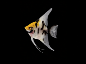 ESCALAR KOI1 ESCALAR KOI
