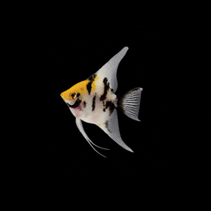 ESCALAR KOI