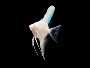 ESCALAR PLATINUM ALBINO1 ESCALAR PLATINUM ALBINO