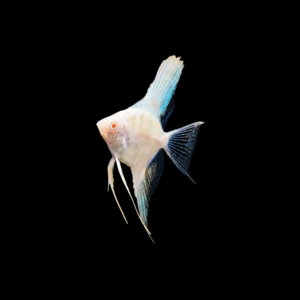 ESCALAR PLATINUM ALBINO