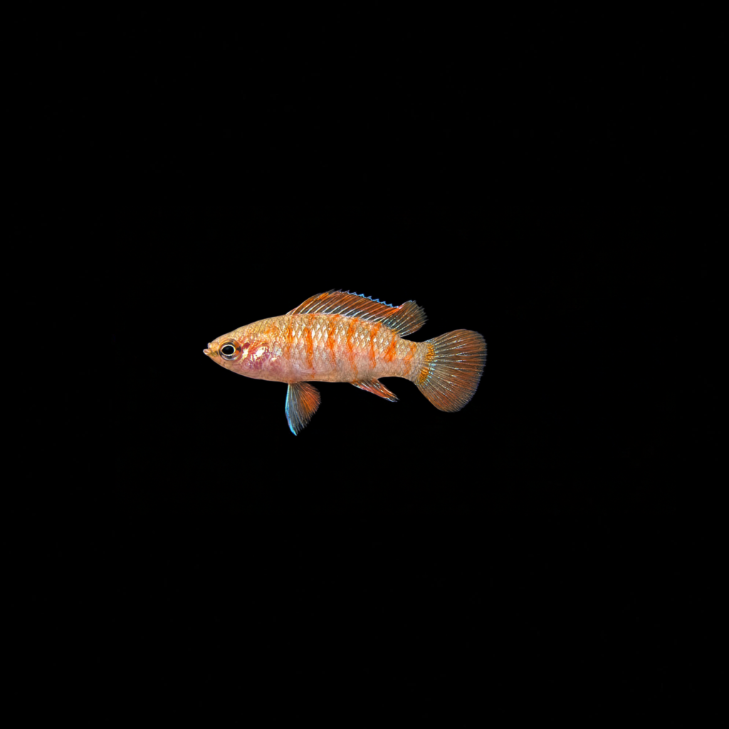 SCARLET GEM BADIS