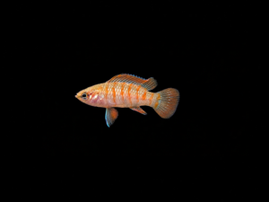 SCARLET GEM BADIS