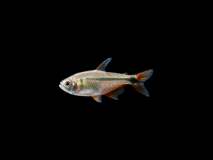 TETRA ARGENTINO
